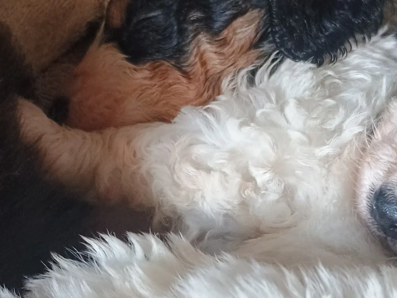 Billede 3 - Cocker Spaniel 