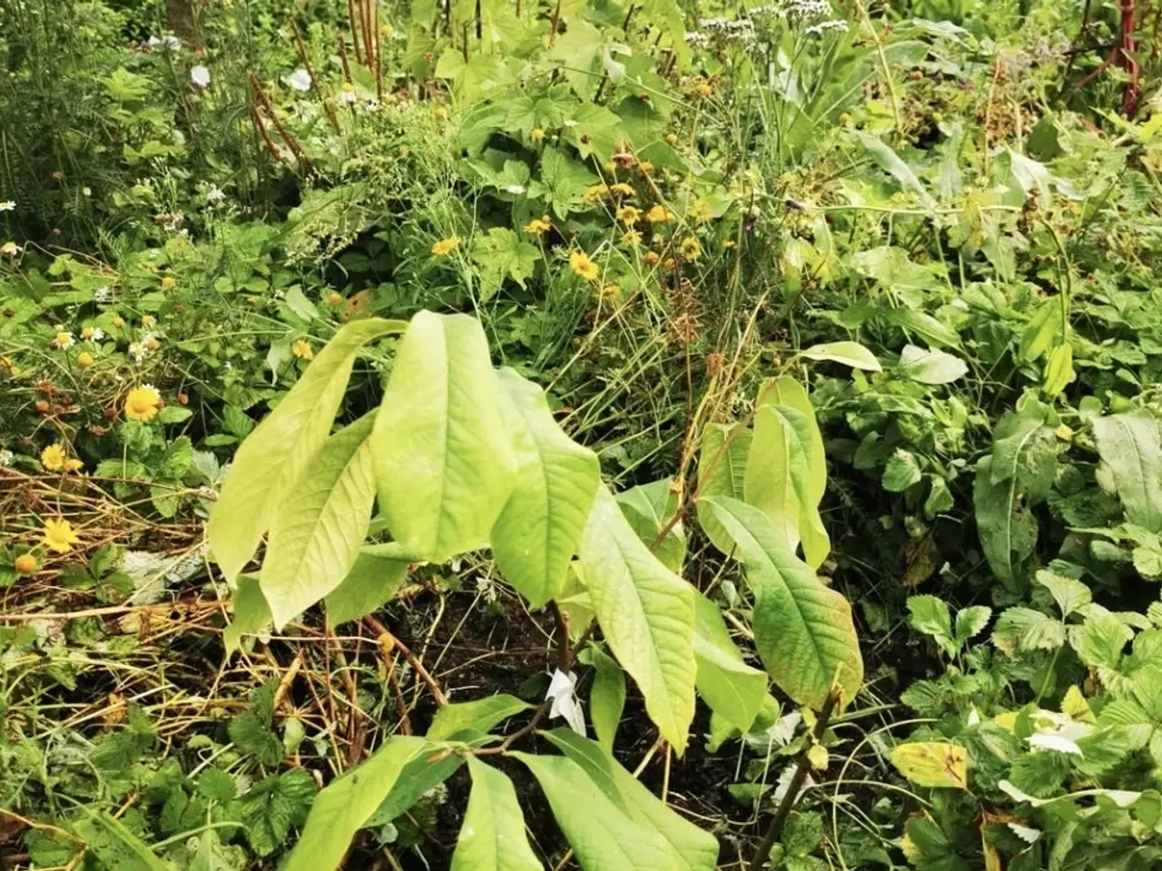 Billede 6 - Unikt mødelokale i naturskønne områder – ideelt til erhvervsmøder og netværksarrangementer