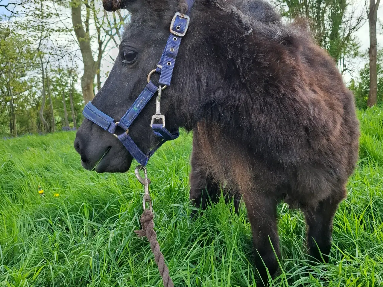 Billede 1 - Miniature shetlænder hoppe