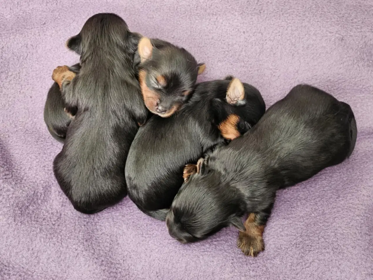 Billede 2 - 4 skønne Yorkshire Terrier hvalpe sælges 
