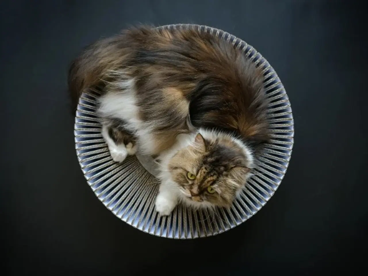 Billede 1 - Kat Lounge