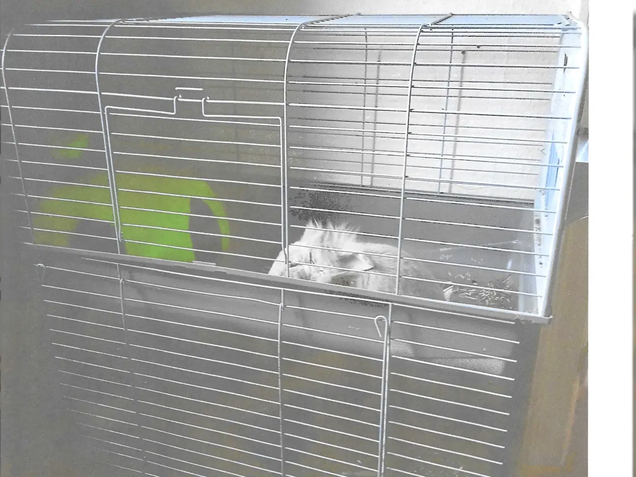 Billede 2 - Kanin med Bur
