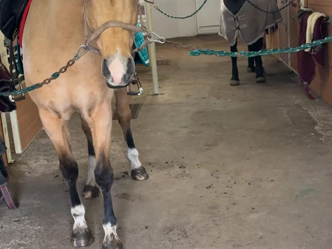 Billede 1 - Dine nye bedste ven