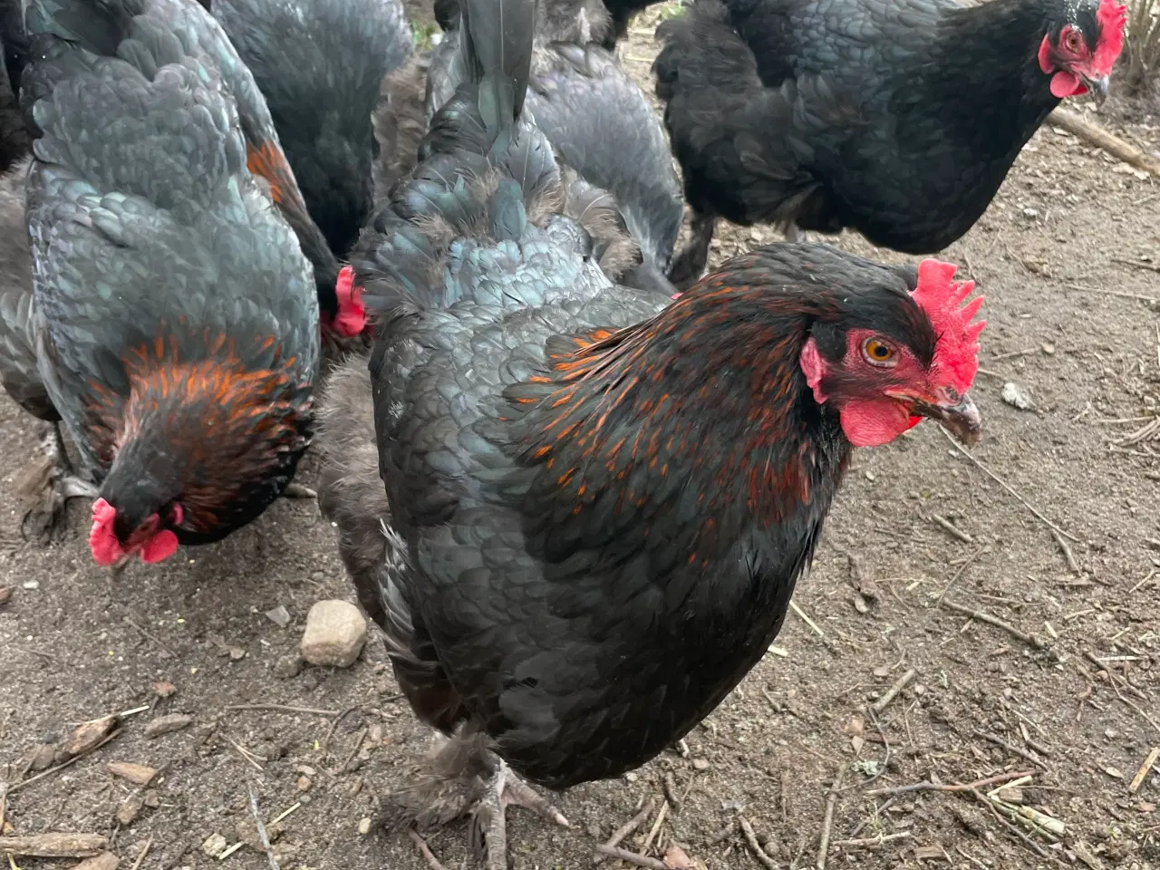 Billede 5 - Sort kobber Maran rugeæg 