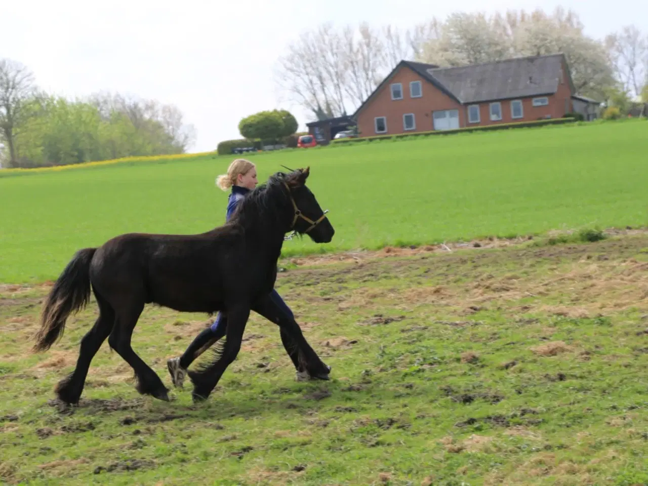 Billede 6 - 1 års fell hingst 
