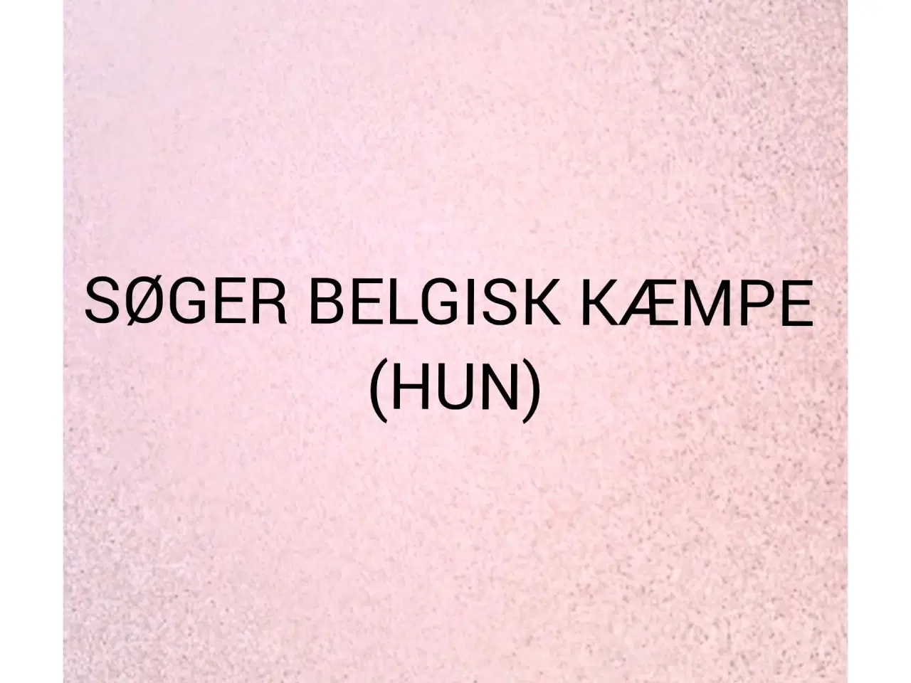 Billede 1 - SØGER BELGISK KÆMPE
