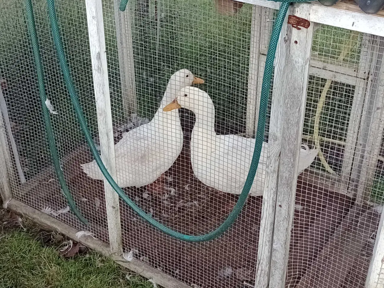 Billede 1 - Dansk landrace 