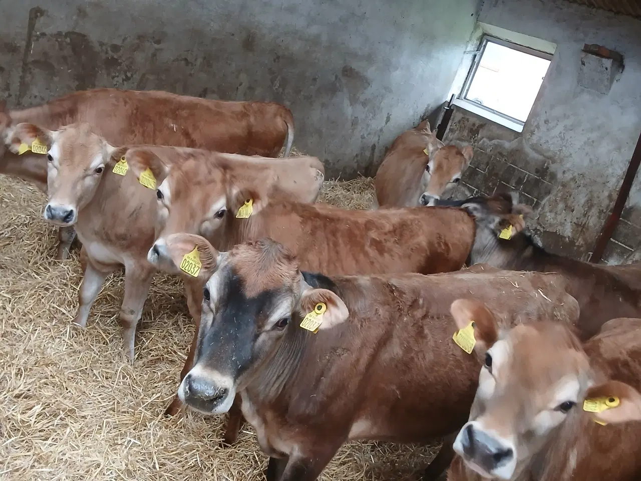 Billede 2 - Jersey kvier