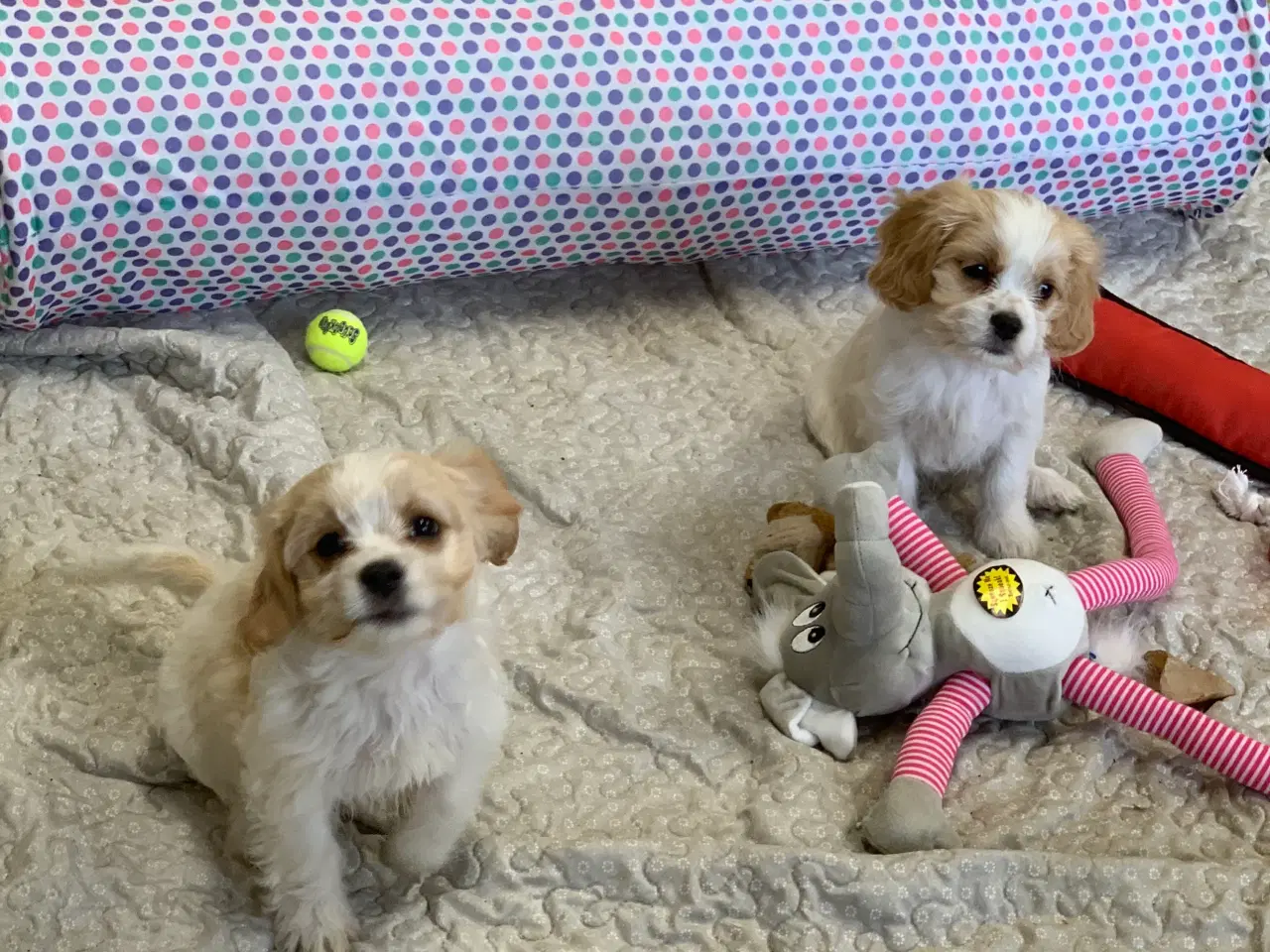 Billede 16 - Bichon / cavalier babyer 