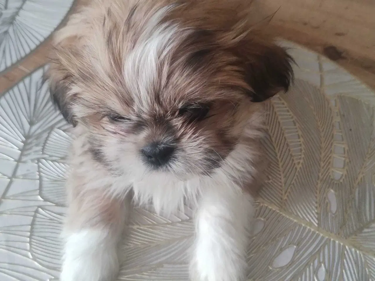 Billede 9 - Shih tzu 