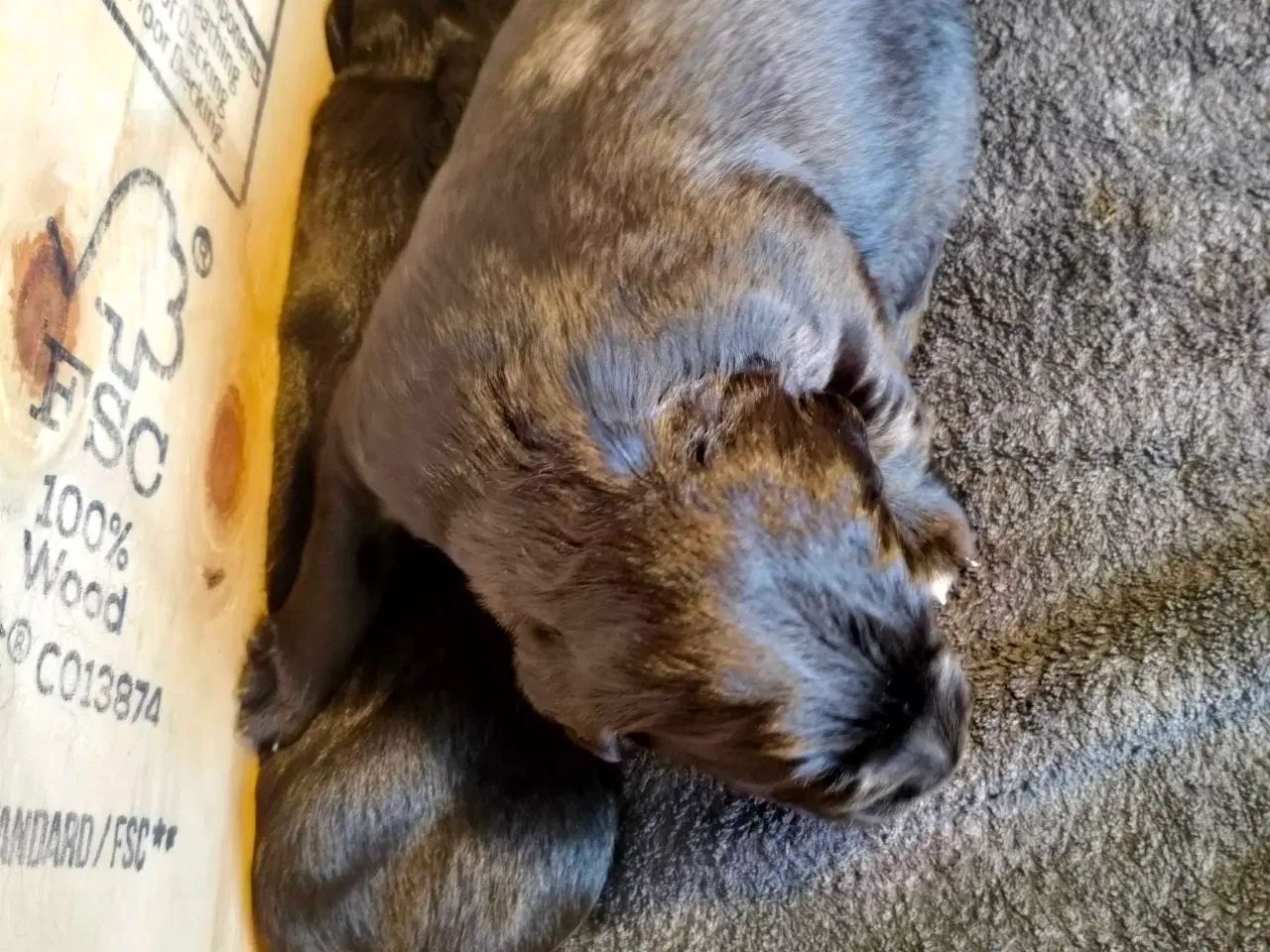 Billede 7 - Hvalpe fra den mest rolige familie hund