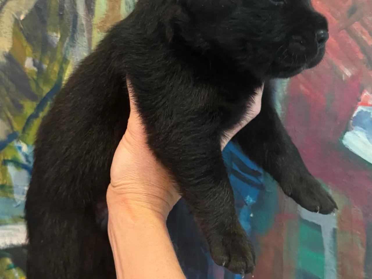 Billede 9 - Golden Retriever & Rottweiler mix