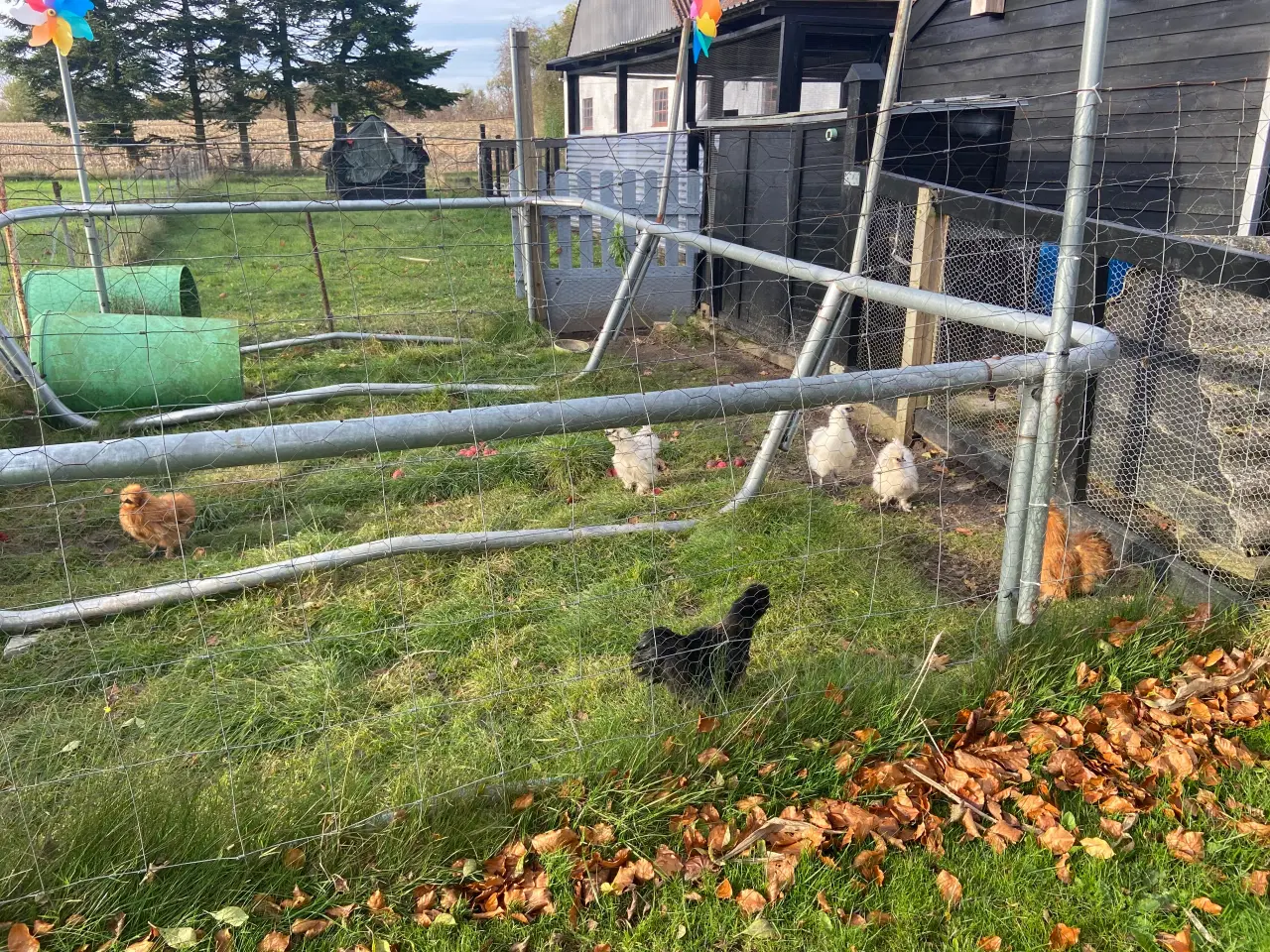 Billede 2 - Race- og farverene dværg silkeHANER