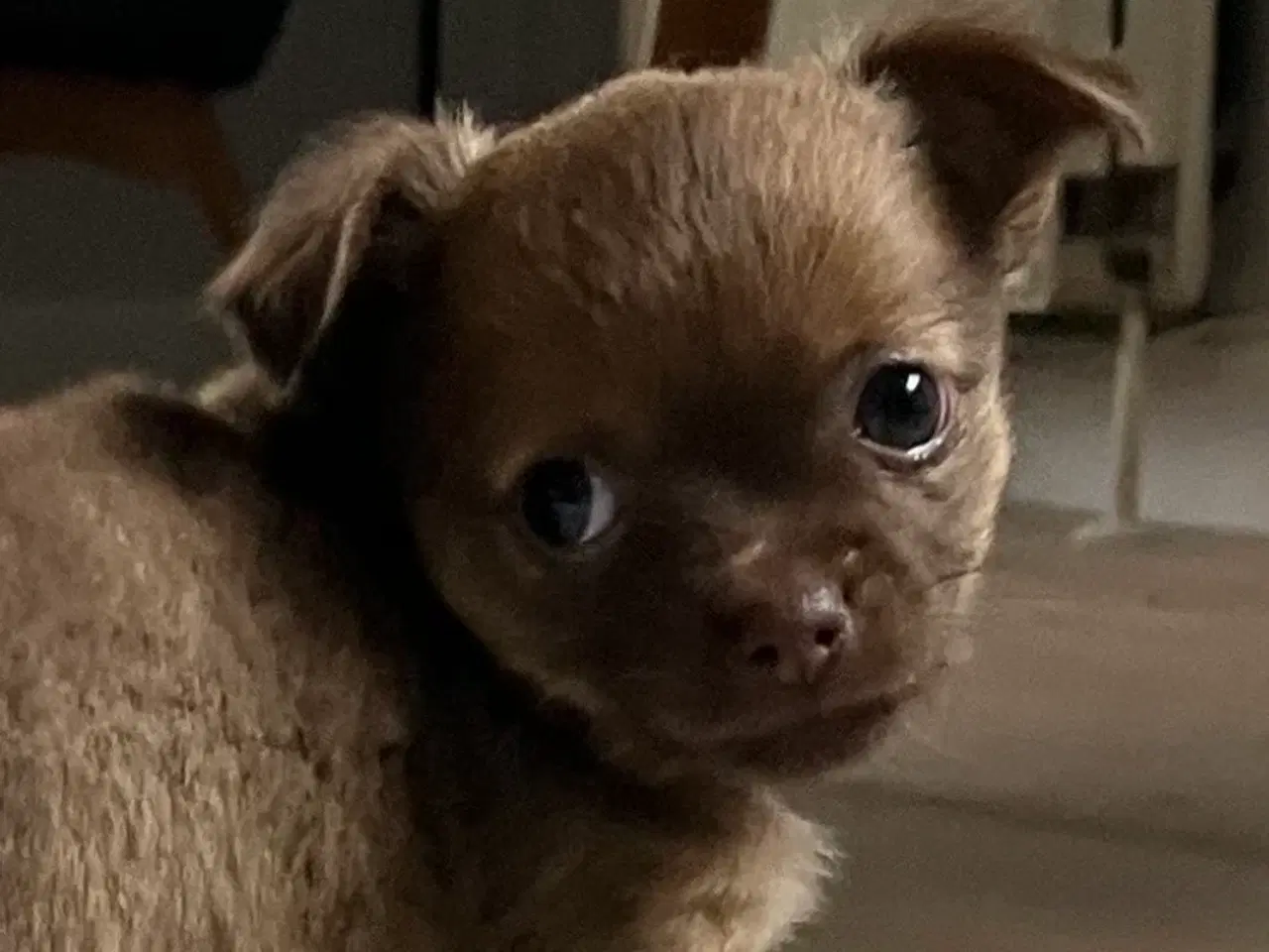 Billede 7 - Chihuahua/papillon hvalpe