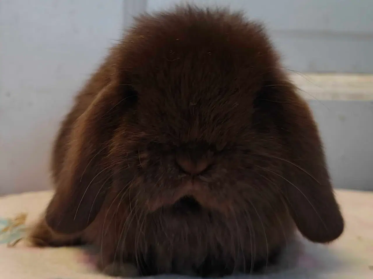 Billede 10 - Minilop