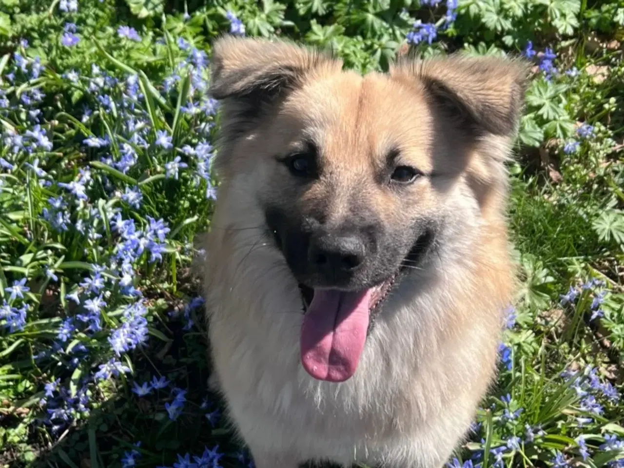 Billede 5 - Sød islandsk fårehund søger foreviget hjem