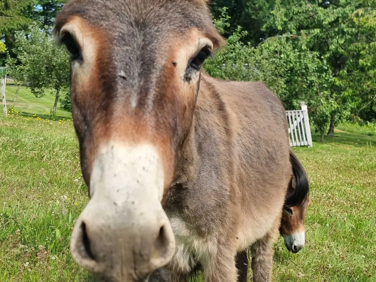 Billede 1 - Sødeste Æsel hingst