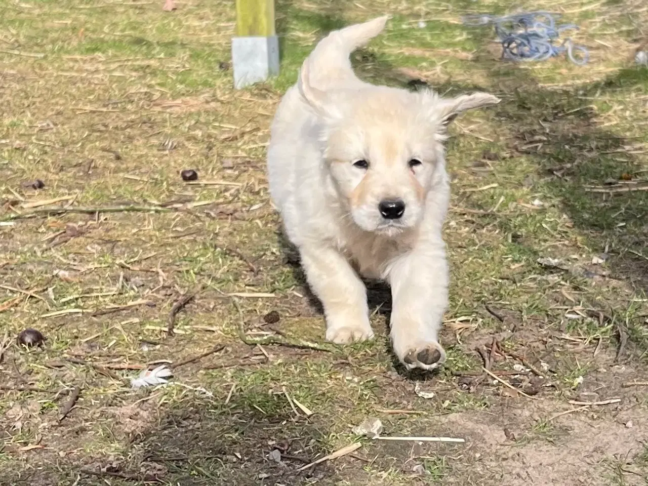 Billede 2 - 7 Golden retriever hvalpe sælges