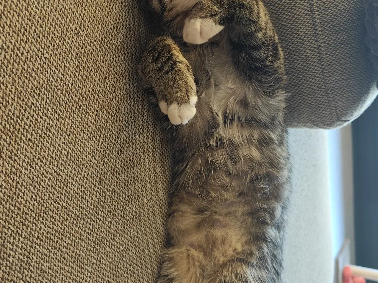 Billede 2 - Søde Pinky søger nyt og trygt hjem