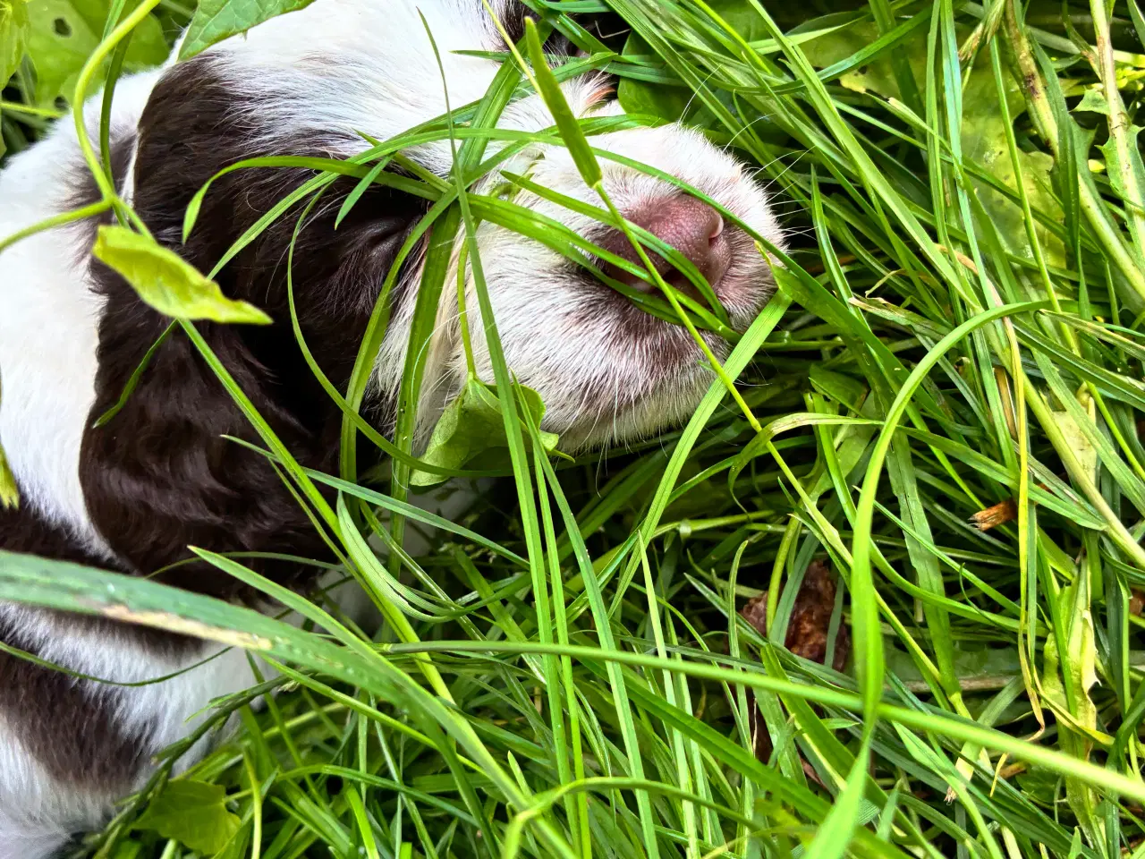 Billede 2 - F.t springer/F.t cockerspaniel 