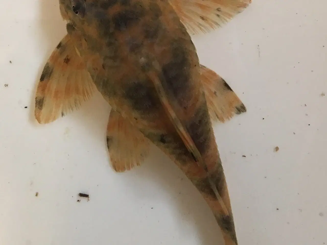 Billede 2 - Peckoltia sabaji L075