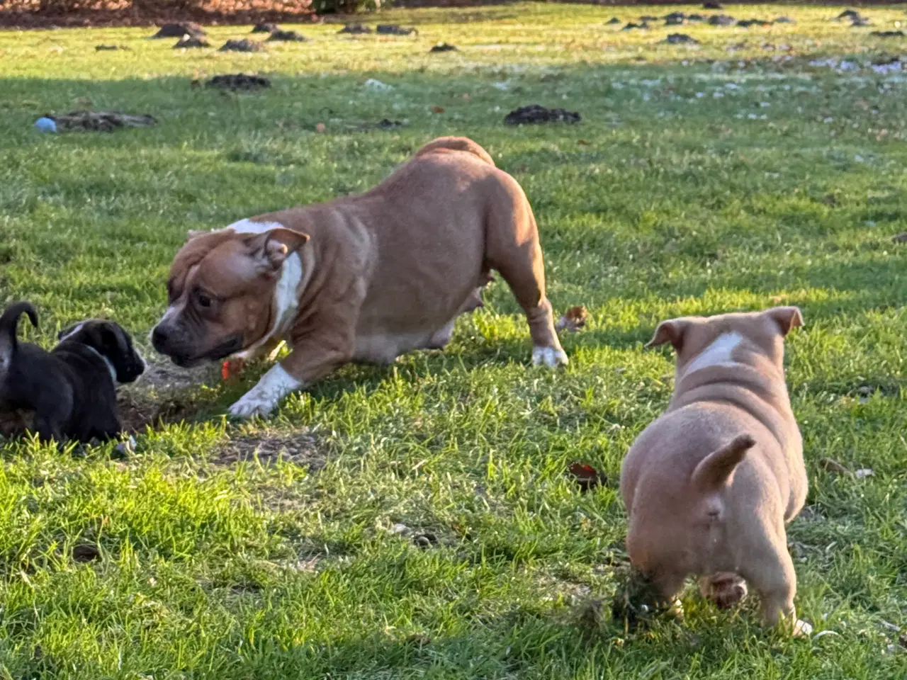 Billede 9 - American Bully Hvalpe