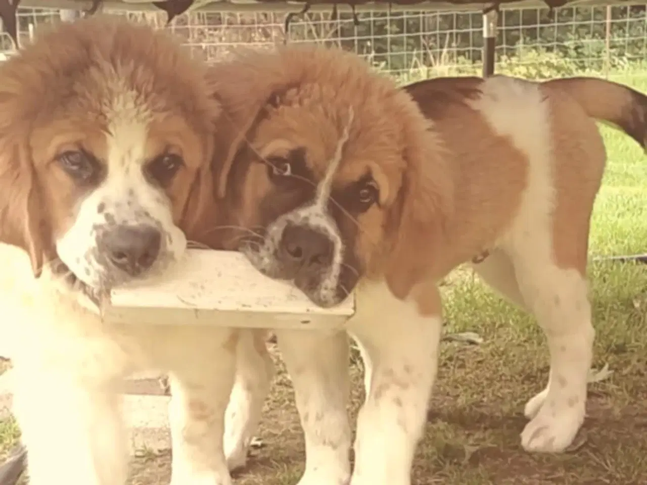 Billede 7 - Hunde hvalp