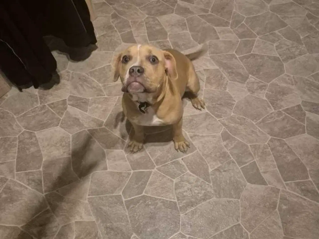 Billede 5 - American Bully