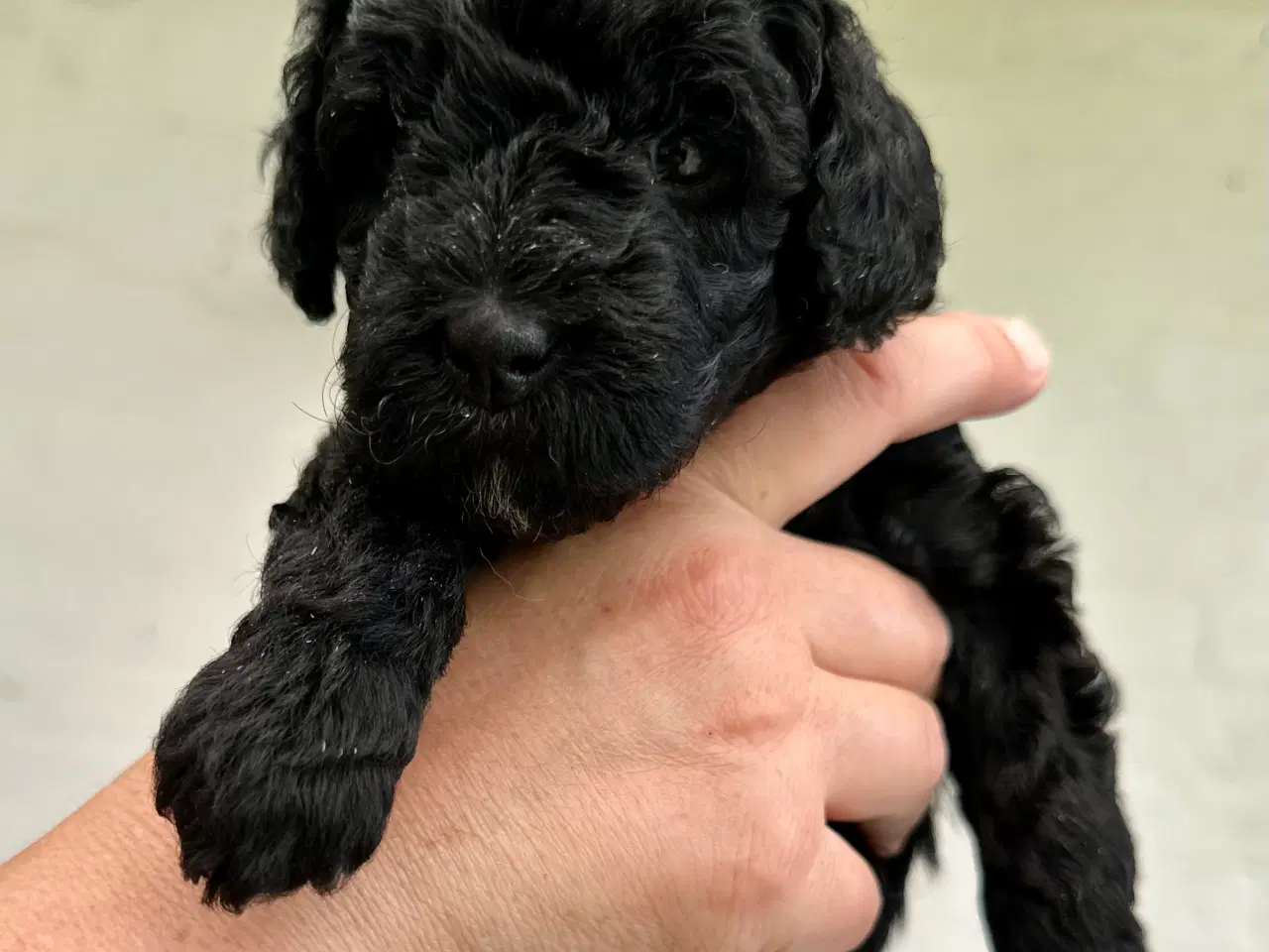 Billede 4 - Sorte Goldendoodle F1bb-mini hvalpe