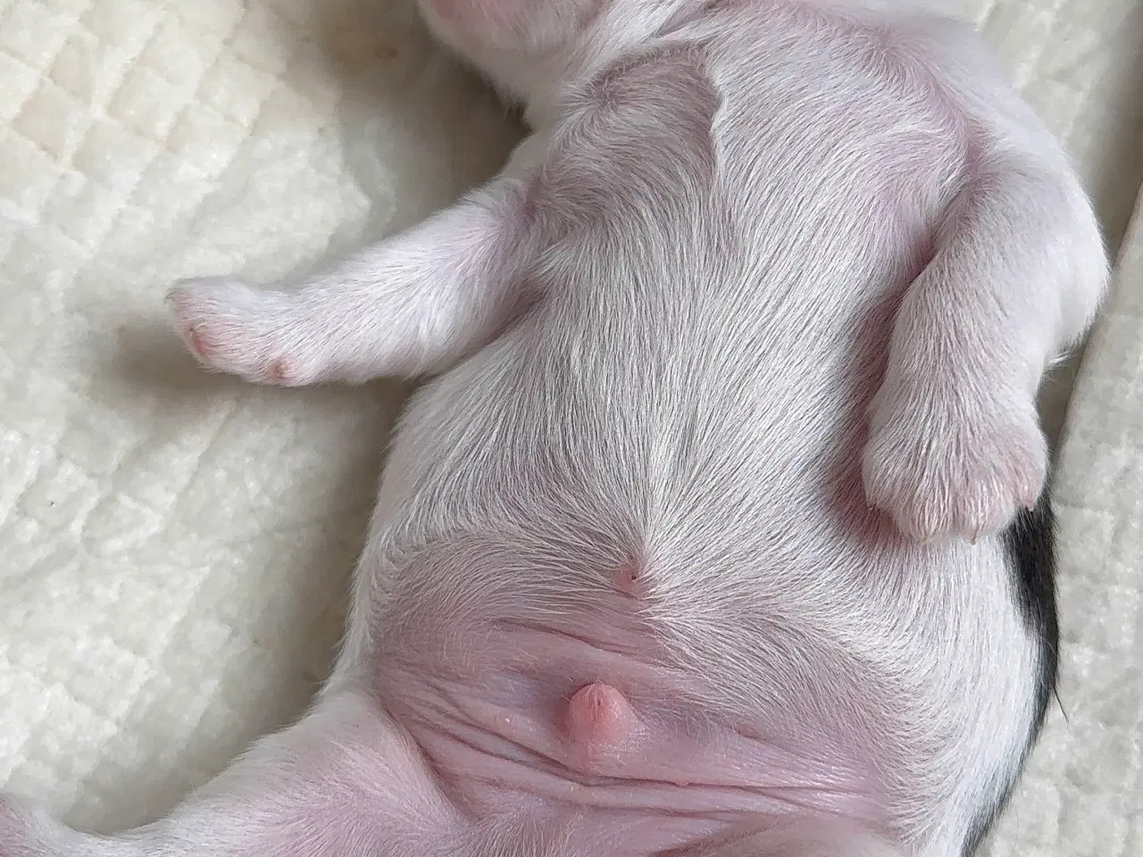 Billede 12 - Ægte Shih Tzu 30. september 2025