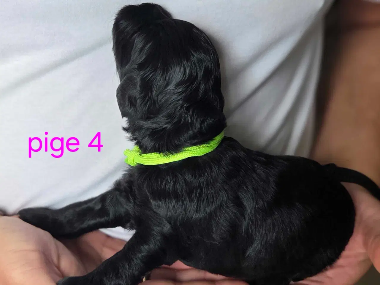 Billede 8 - F1b Cockapoo 