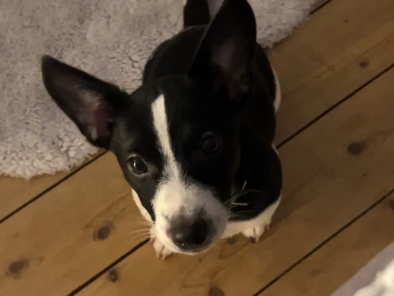 Billede 4 - Jack russell hanhvalp