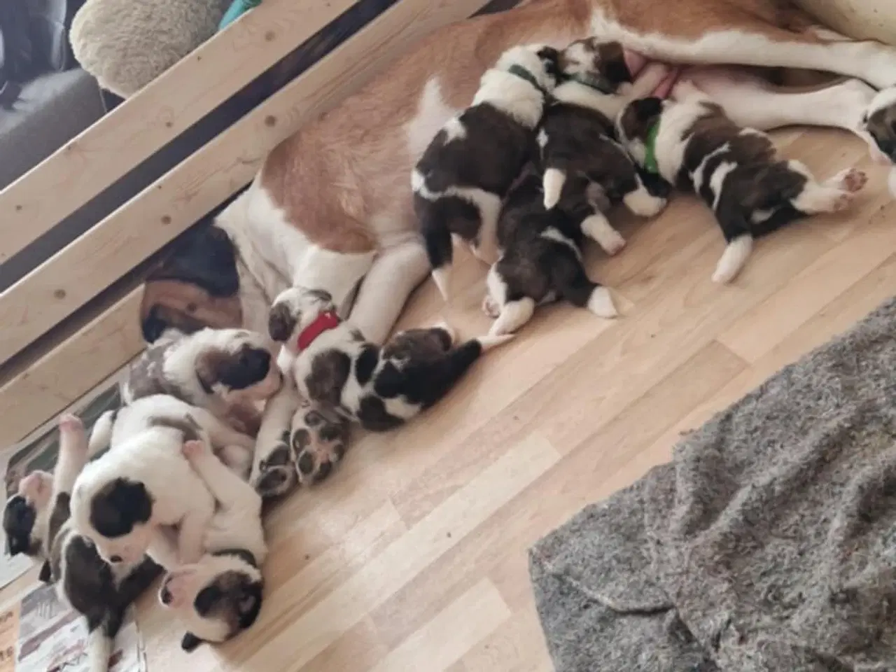 Billede 1 - 9 sankt bernhard hvalpe søg nyt hjem