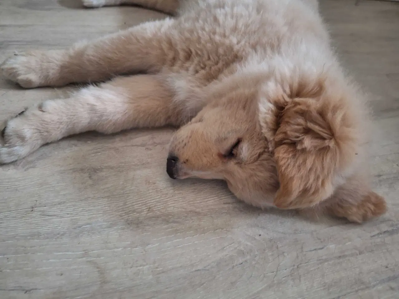 Billede 2 - Golden Shepherd hvalp 🩷