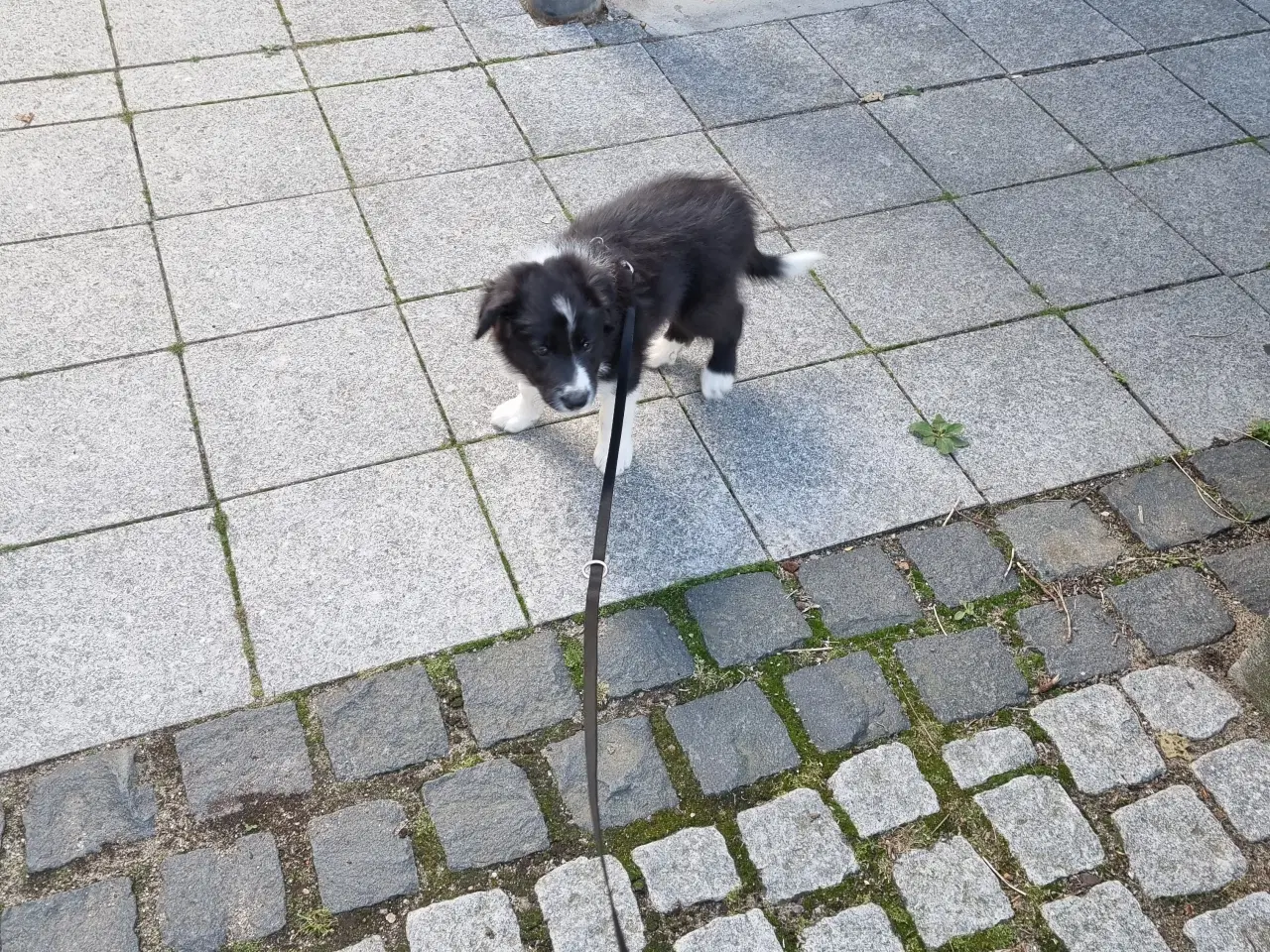 Billede 4 - Border collie hanhvalp