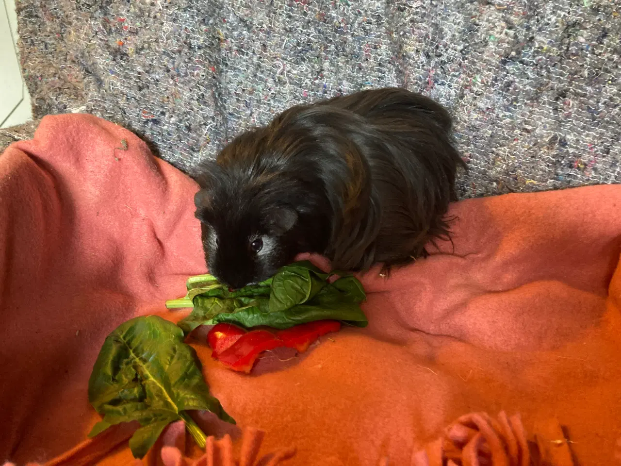 Billede 5 - Sheltie California Marsvin søger nyt hjem