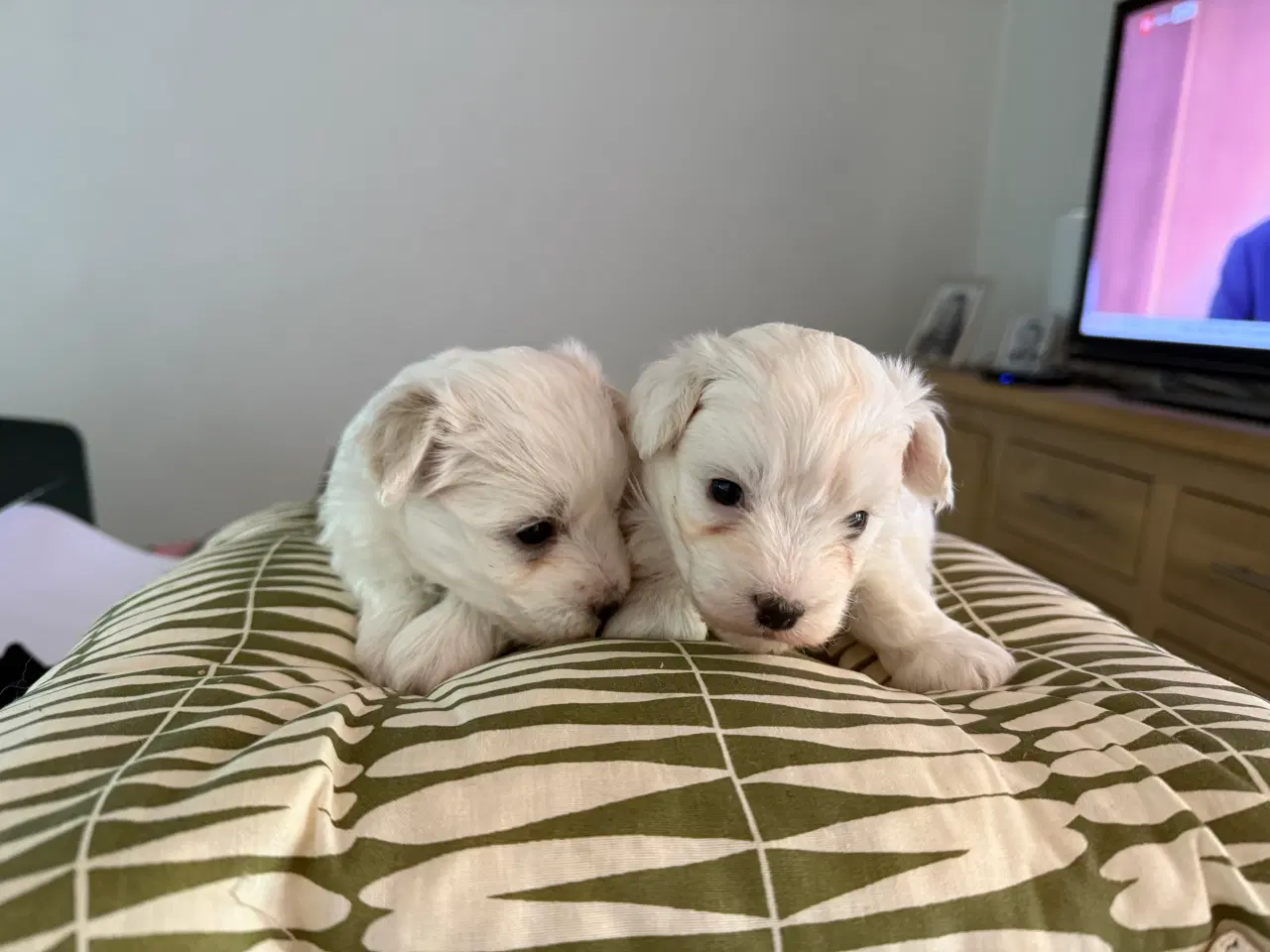 Billede 5 - 2 lækre bichon havanais/malteser hvalpe
