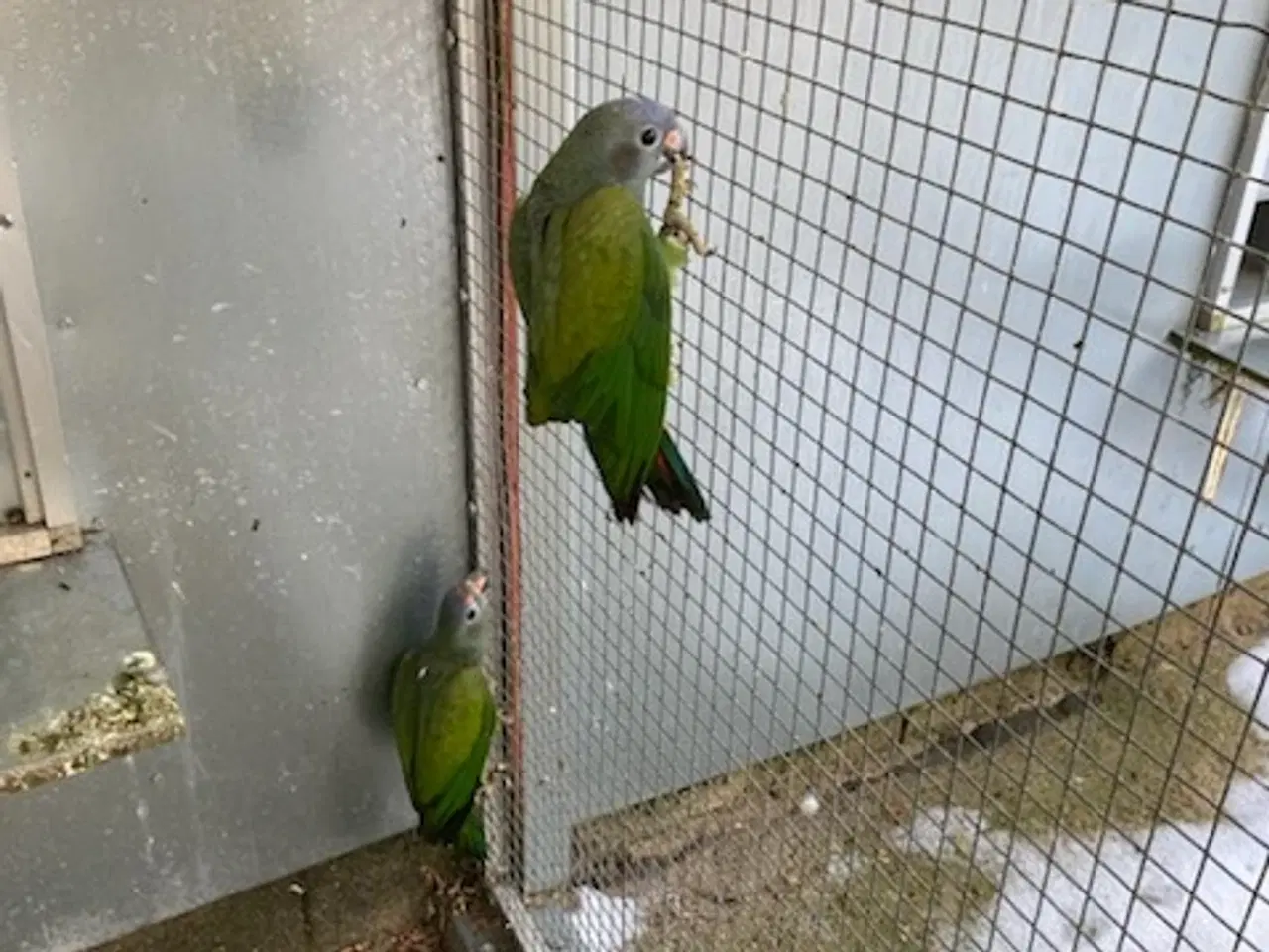 Billede 1 - Blåhovedet pionus