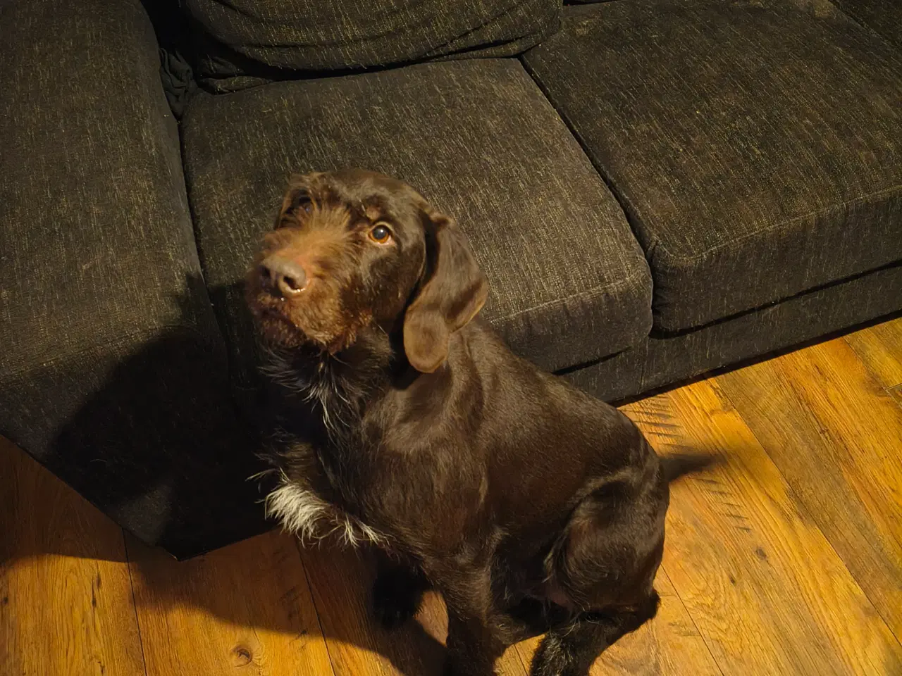 Billede 4 - Rulabber (Labrador/Ruhåret hønsehund).