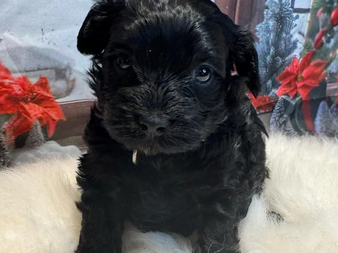 Billede 4 - Cavapoo  Miniature til januar