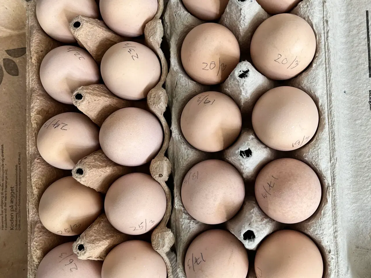 Billede 1 - Rugeæg af sølv og sortrandet Wyandotter