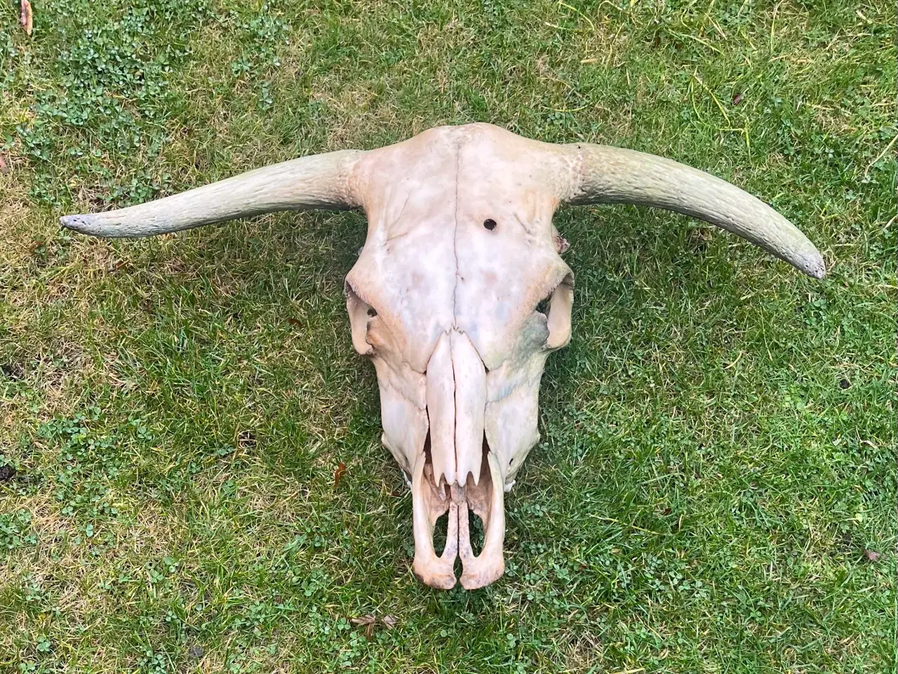 Billede 5 - Kranier fra kvæg typen Longhorn