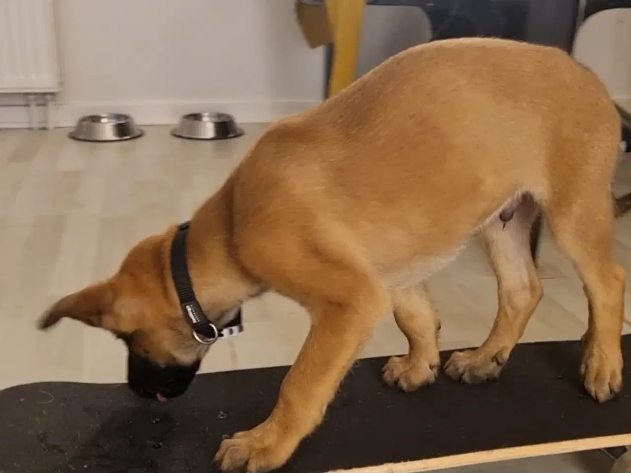 Billede 7 - Malinois hvalp 