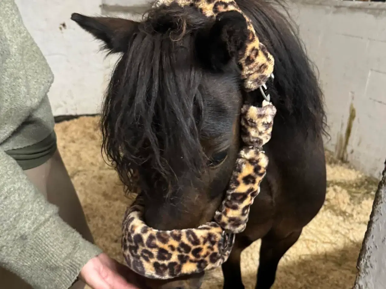 Billede 12 - Sødeste miniature pony sælges