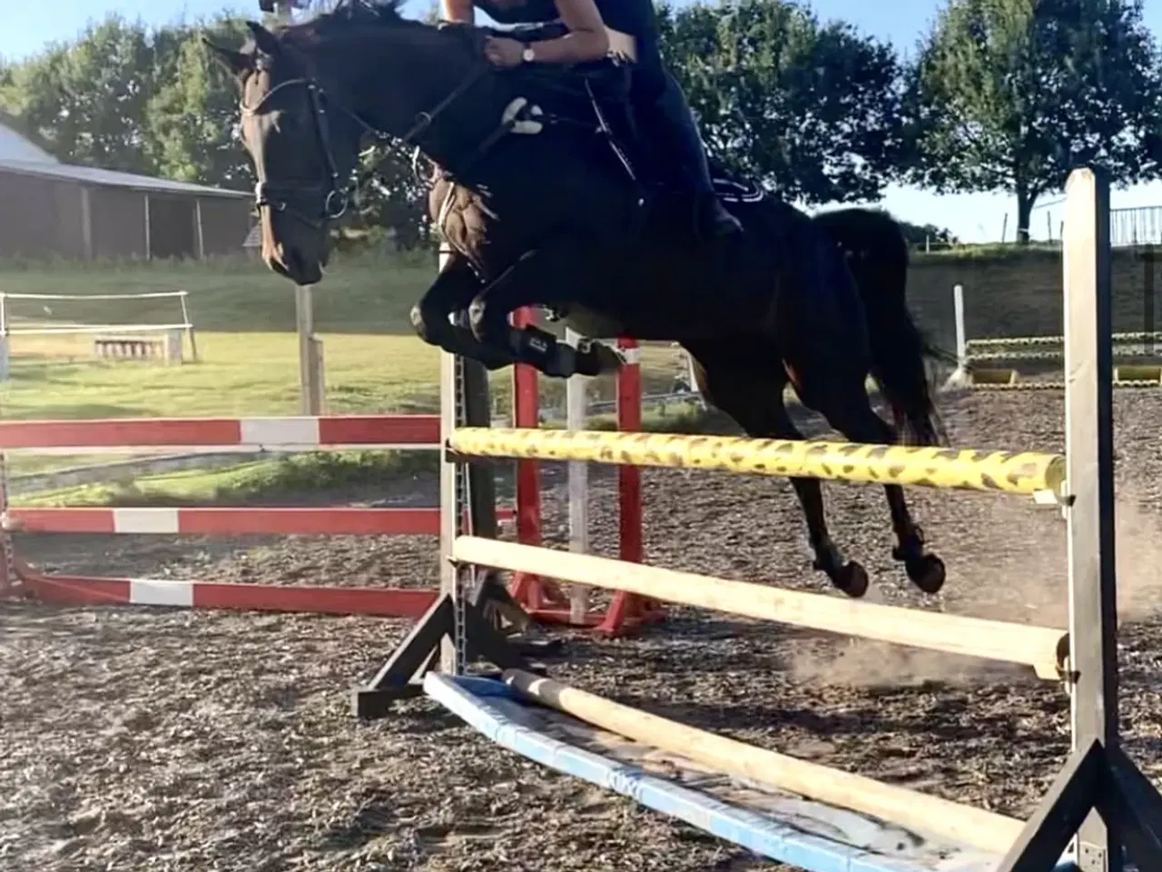 Billede 11 - Smuk hoppe 