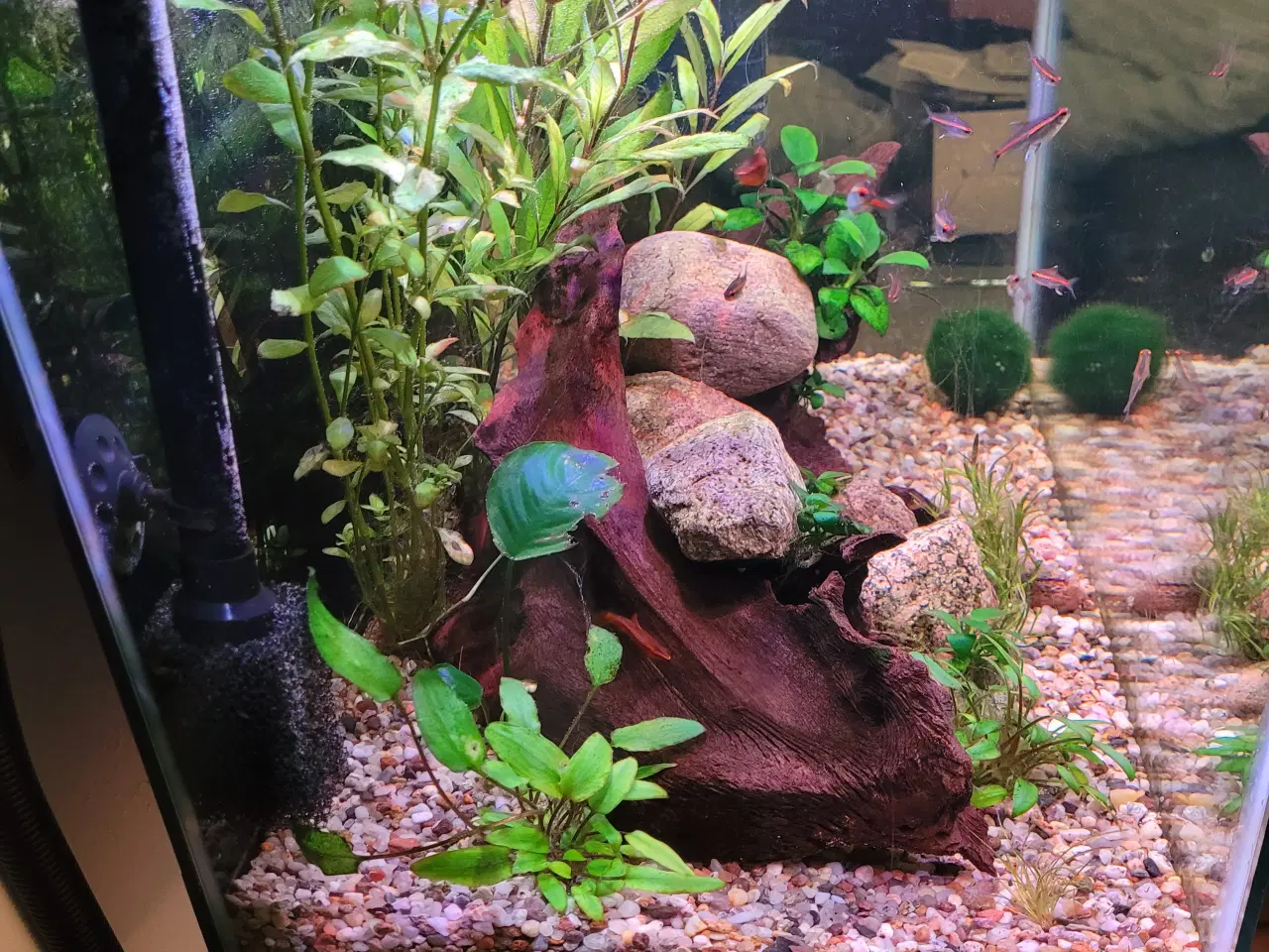 Billede 3 - Akvarium med alt 