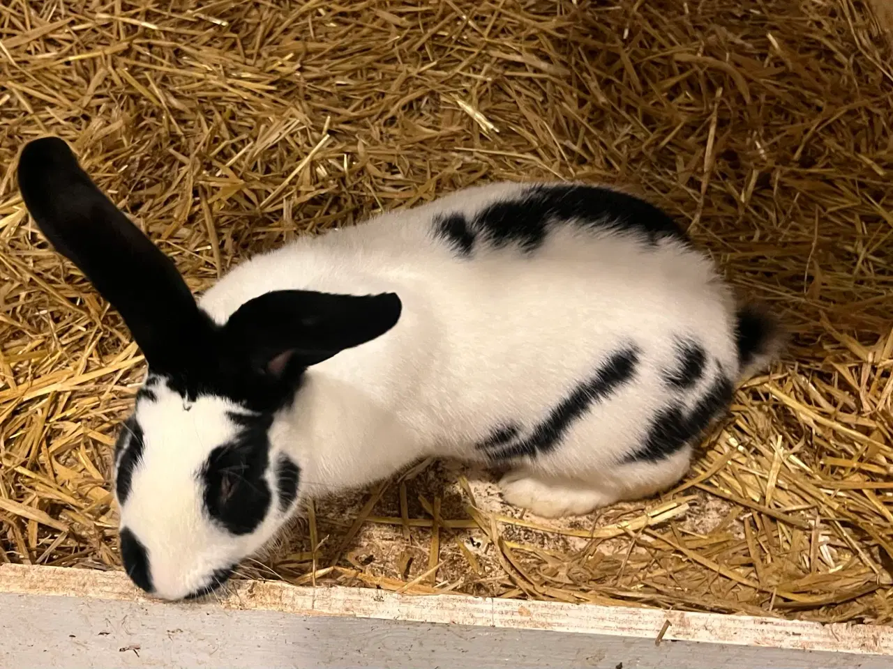 Billede 3 - Tysk kæmpe scheke