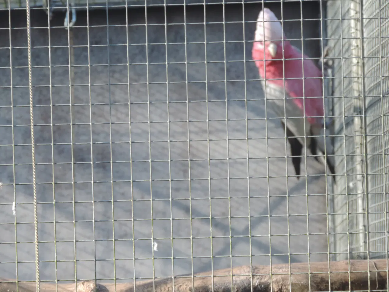 Billede 3 - Rosa Kakadu sælges