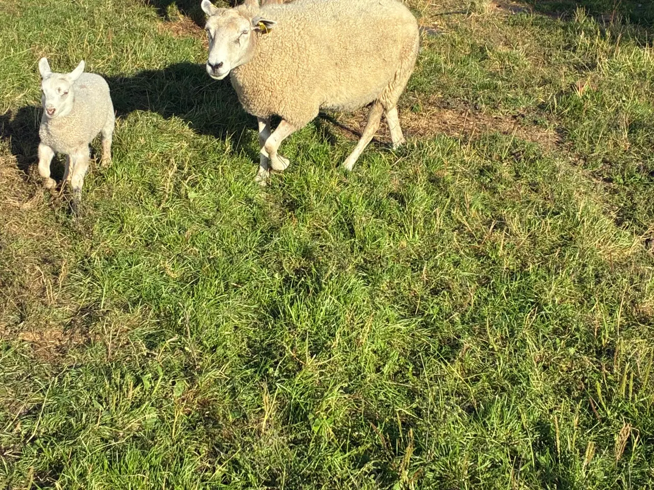 Billede 2 - Får med gimmer lam 