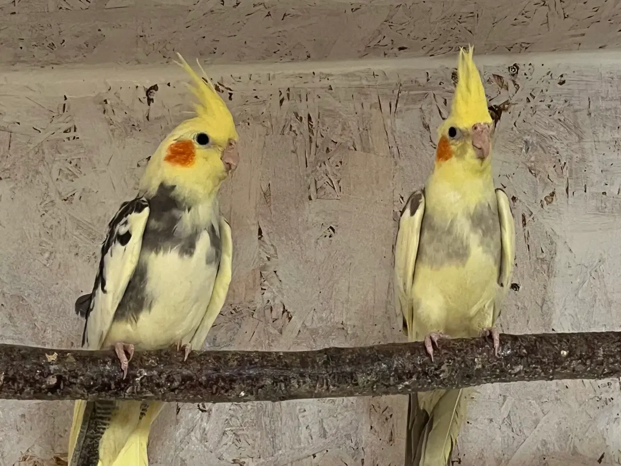 Billede 1 - Nymfeparakitter 